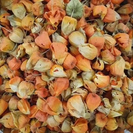 گیاه عروس پشت پرده