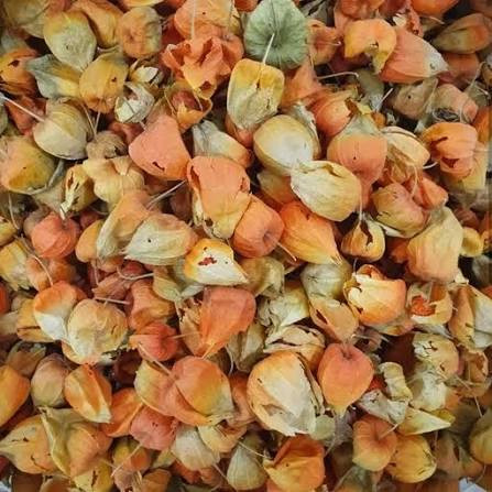 گیاه عروس پشت پرده